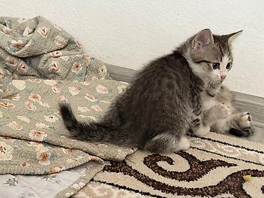 мини кошка: Отдам даром кошку — 1