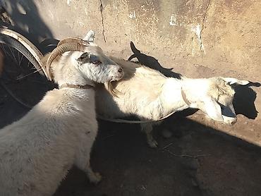 коза котная: Продаю | Коза (самка) | Зааненская | Для разведения | Котные — 3
