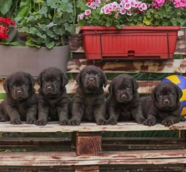 psi na poklon vranje: Labrador retriver štenci braon boje Labrador retriver štenci braon