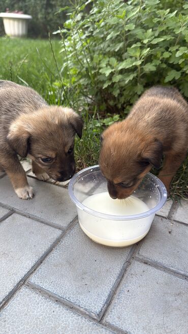 собака мопс: Собака даром: 1 месяц, Самец