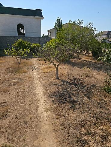 albali: 8 sot, Mülkiyyətçi, Kupça (Çıxarış) — 3