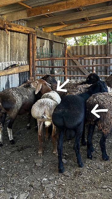 Продам с/х животных: Продаю | Баран (самец) | Полукровка, Арашан | Для разведения | Племенные — 2
