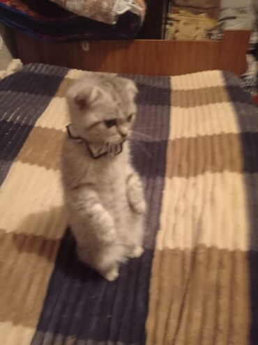инкубатор для мальков: Порода: шотландская вислоухая (Scottish Fold) Тип: котёнок Окрас