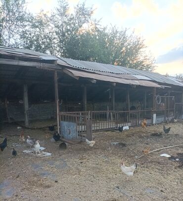 Продажа участков: 100 соток, Для сельского хозяйства, Красная книга, Тех паспорт, Договор купли-продажи — 10