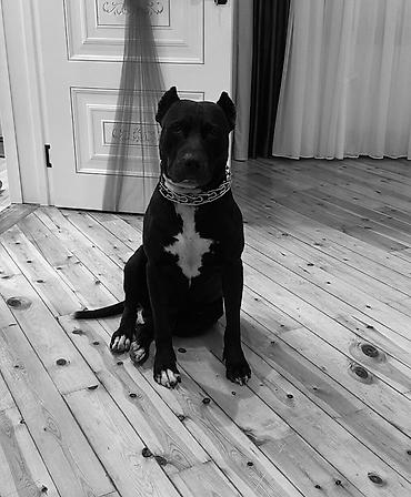 cütləş: Pitbul, 2 il, Erkək, Cütləşmə üçün, Ünvandan götürmə — 6