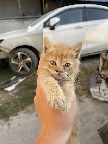 кошка ориентал: Кошка даром: Беспородная, 1 месяц, Мальчик, Проглистована — 2