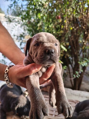 İtlər: 1 ay, Peyvəndli, Rayonlara çatdırılma, Ünvandan götürmə, Pulsuz çatdırılma — 7