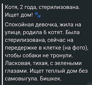 Мышык бекер берем: Мышык бекер берилет: Породасыз, 2 жаш, Ургаачы, Бычылган — 2
