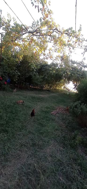 gencede torpaq sahesi satilir: 14 sot, Tikinti, Mülkiyyətçi, Kupça (Çıxarış) — 8