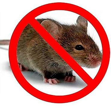 Дезинфекция, дезинсекция: Осоо "дезмастер" . Производим качественную обработку против тараканов — 3