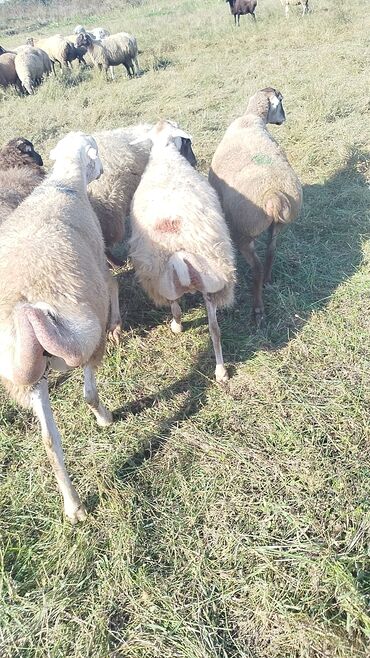 Qoyunlar, qoçlar: Dişi, il: 1, 50 kq, Damazlıq, Ünvandan götürmə — 9