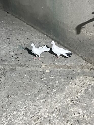 danişan quş: Babayevskilərdən çıxma balalar qiymət çütünə aiddi 18-19 tükdülər