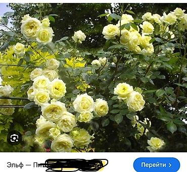Роза: Саженцы — 8