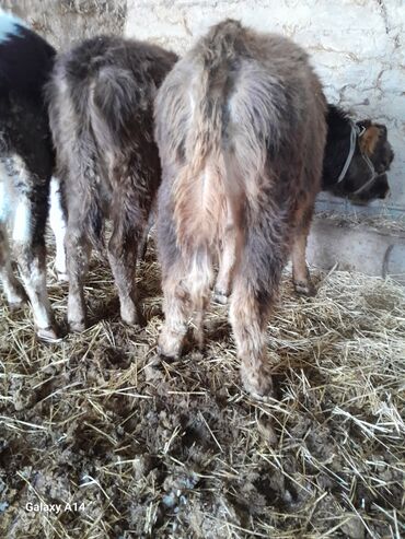 Коровы, быки: Продаю | Музоо, торпок | На откорм — 10