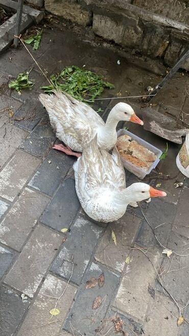 kend toyuqlari satisi: Erkək, | Linda, Damazlıq, Ünvandan götürmə