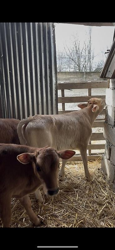 Dana, buzov: Satışda: dana balaları - Növ: yerli cins ətlik/südlük istiqamətə — 10