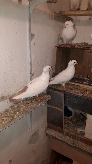 Göyərçinlər: Abrez bawi kekili hazir cutler ve keven quwlarda var cutu 30m.barterde — 3