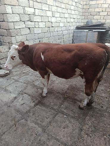 Dana, buzov: Dana, buzov, Dişi, Simental, ay: 9, Damazlıq — 2