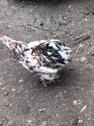 Toyuqlar: Toyuq, Damazlıq — 10