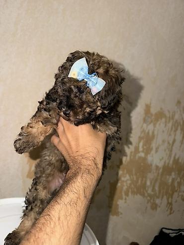 heyvan ve insan seksi: Pudel, 2 ay, Erkək, Peyvəndli, Pulsuz çatdırılma — 6