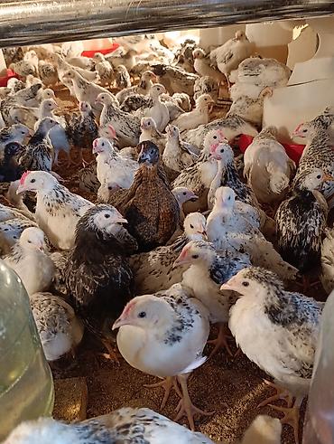 Toyuqlar: ‼️ Serebrist Colpaları 2 aylığ tam sağlam iri və yumurtalığ — 5