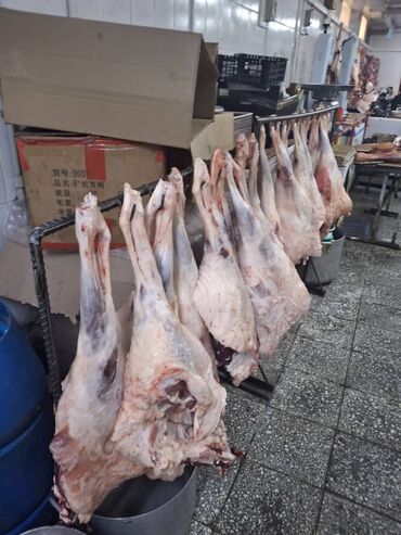 базалит ош: Койдун эти : Куйрук, Далы, Буттар, 10 кг ашык, Акысыз жеткирүү