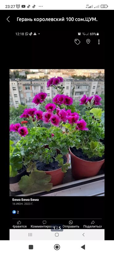 Комнатные растения: Продаю комнатные цветы по 200-250с