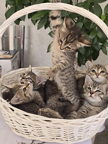 сибирская дымчатая кошка: Полосатые котята в корзинке - Окрас: классический тигровый — 2