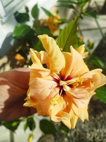 qanadli gul: Məhsul: Hibiskus (Çin qülü) dekorativ kol – cütqat (katmerli) sortlar — 1