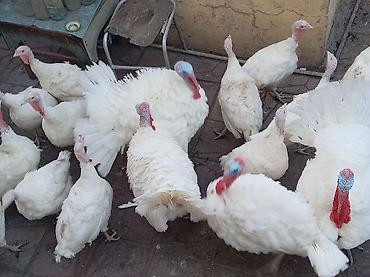 yumurta hinduşka: Erkək, Kanada, Damazlıq — 2