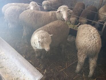 меринос овцы: Мемиз ургачы токтулар токмокто 12 минден байлоодо Турган 3,5 ай