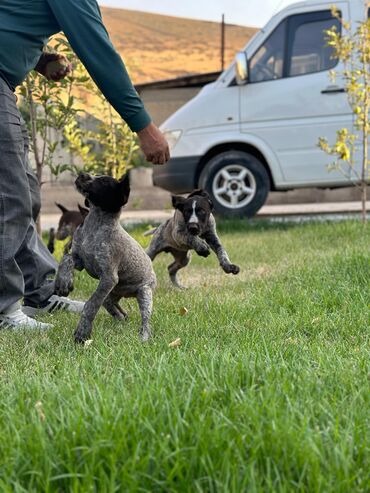 собака маленькая: Дратхаар, 2 месяца, Самец, С прививкой