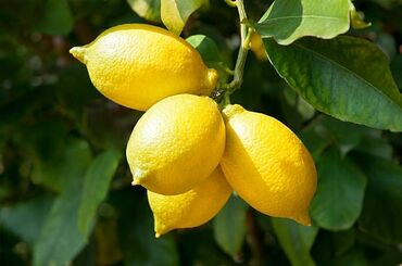 Ev və bağ: Limon ağacları,dibçeklerde.Sifarişleri Bakıya çatdırmaq mumkundur