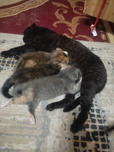 кошка с разными глазами: Скотиш Фолд (Шотландская вислоухая), 2 месяца, Девочка, Серый, Метис, Приучена к лотку