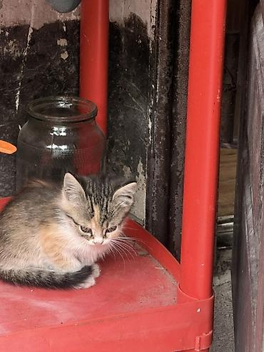 Үй жаныбарлары: Котята, помёт из нескольких малышей разной окраски: - рыжие и кремовые — 6