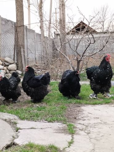 Куры, петухи: Яйца и цыплята черно-мраморного кохинхина от чистопородных крупных