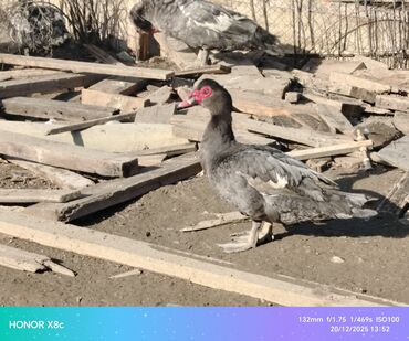 Ördəklər: Erkək, | Lal ördək, Ətlik, Ünvandan götürmə — 6