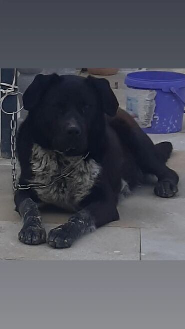 it satisi baki: Labrador-retriver, 2 il, Dişi, Peyvəndli, Ödənişli çatdırılma