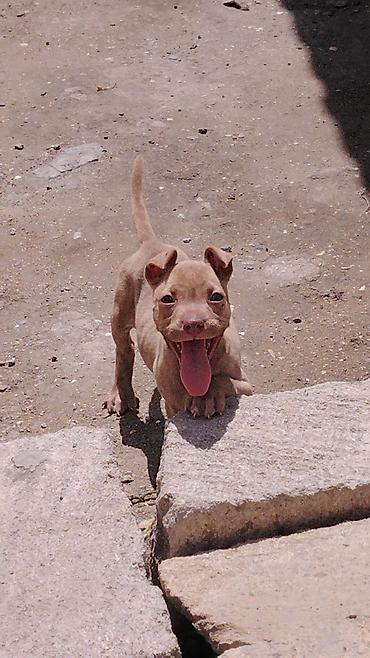 İtlər: Pitbul, 2 ay, Erkek, Ünvandan götürmə — 7