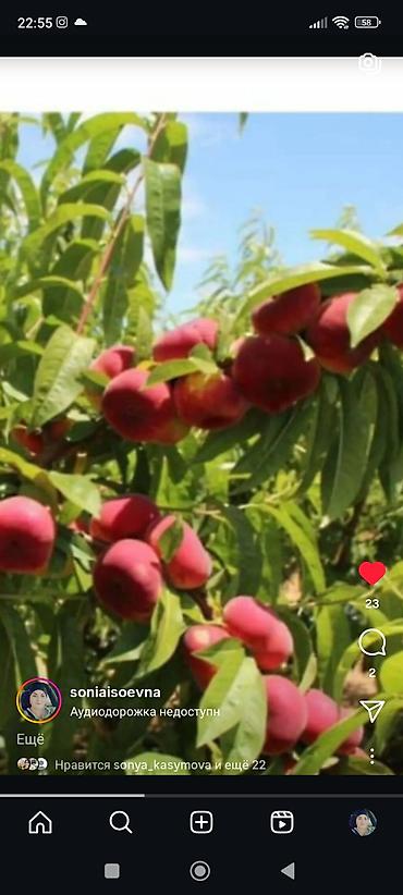 Фрукты и ягоды: Саженцы всех видов — питомник плодово-ягодных культур. Большой — 12