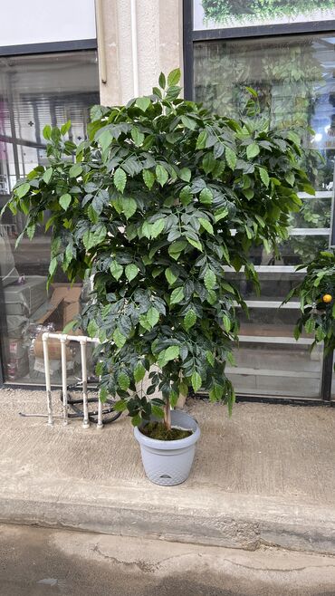 Digər ev dekoru: 7 man baslayan qiymetler Depodan bir basa satis Mehsulkari olkeye — 10