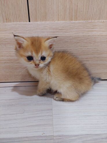 Pişiklər: Qızıl şinşilla, Erkək, Dişi, Yaxşı əllərə, Ünvandan götürmə — 10