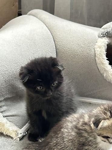 Продажа кошек: Шотландские вислоухие котята (Scottish Fold), помет из нескольких — 2