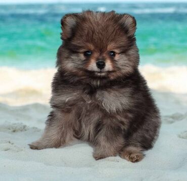 Psi: Oduševićemo vaša srca predivnim Pomerancima iz našeg pažljivo — 6