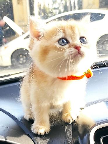 Pişiklər: Britan — 7