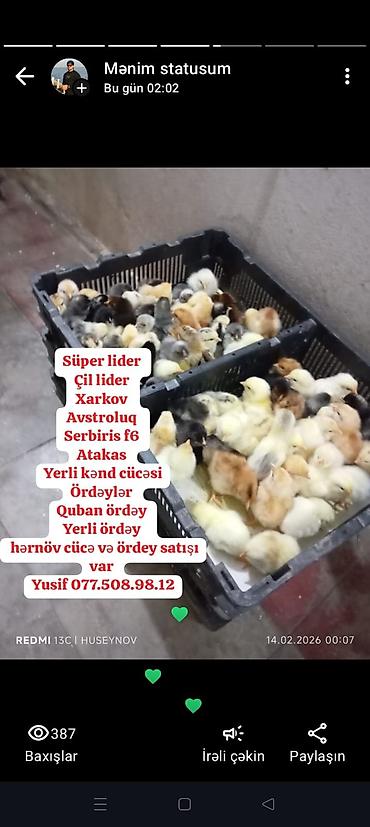 cins ineklerin satisi 2018: Salam qirmizi quban xarkov avstroluq süper lider ataks serbiris yerli — 3
