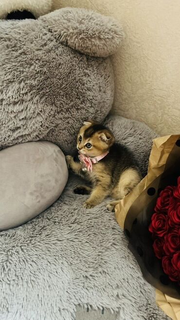 Pişiklər: Dişi — 29