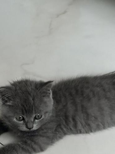 Мышыктар: Скотиш Страйт (Шотландиялык тик кулактуу), 2 айлык, Эркек, Боз, Лотокко барууга үйрөтүлгөн — 2