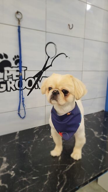 купить собаку пекинес: Pekines, 1 il, Erkek