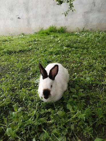 akvarium baliqlari qizil baliq: Kaliforniya dovşan dı əti və çekisi 6 7 kiloyu aşa bilir amma baxımdan — 2